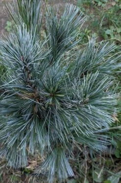 Vanderwolf's Pyramid Limber Pine (Pinus Flexilis) - 1 Gallon Pot -Garden Plant Seeds pinus flexilis vanderwolfs pyramid limber pine 1