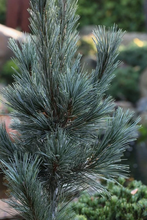 Vanderwolf's Pyramid Limber Pine (Pinus Flexilis) - 2 Gallon Pot 9 Vanderwolf's Pyramid Limber Pine (Pinus Flexilis) - 2 Gallon Pot - Image 7
