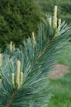 Vanderwolf's Pyramid Limber Pine (Pinus Flexilis) - 1 Gallon Pot -Garden Plant Seeds pinus flexilis vanderwolfs pyramid limber pine 3