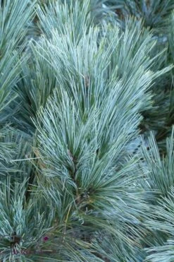 Vanderwolf's Pyramid Limber Pine (Pinus Flexilis) - 7 Gallon Pot -Garden Plant Seeds pinus flexilis vanderwolfs pyramid limber pine 4 2