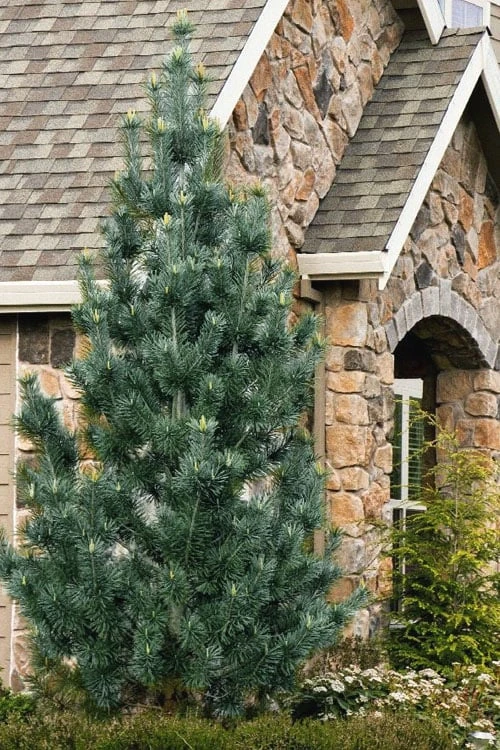 Vanderwolf's Pyramid Limber Pine (Pinus Flexilis) - 2 Gallon Pot 3 Vanderwolf's Pyramid Limber Pine (Pinus Flexilis) - 2 Gallon Pot