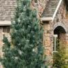 Vanderwolf's Pyramid Limber Pine (Pinus Flexilis) - 1 Gallon Pot -Garden Plant Seeds pinus flexilis vanderwolfs pyramid limber pine 5