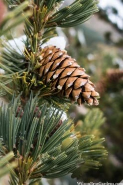 Vanderwolf's Pyramid Limber Pine (Pinus Flexilis) - 7 Gallon Pot -Garden Plant Seeds pinus flexilis vanderwolfs pyramid limber pine 6 2