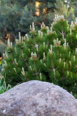 Dwarf Swiss Mountain Pine (Pinus Mugo 'Pumilio') - 2 Gallon Pot -Garden Plant Seeds pinus mugo pumilio dwarf swiss mountain pine 3