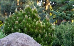 Dwarf Swiss Mountain Pine (Pinus Mugo 'Pumilio') - 2 Gallon Pot -Garden Plant Seeds pinus mugo pumilio dwarf swiss mountain pine 4