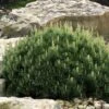 Dwarf Swiss Mountain Pine (Pinus Mugo 'Pumilio') - 2 Gallon Pot -Garden Plant Seeds pinus mugo pumilio dwarf swiss mountain pine 5