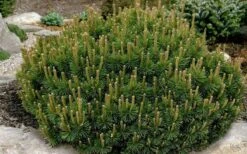 Dwarf Swiss Mountain Pine (Pinus Mugo 'Pumilio') - 2 Gallon Pot -Garden Plant Seeds pinus mugo pumillo dwarf swiss mountain pine 1
