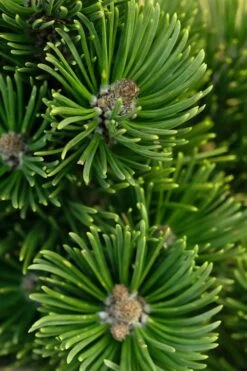 Sherwood Compact Mugo Pine Single Trunk Topiary Tree - 2 Gallon Pot -Garden Plant Seeds pinus mugo sherwood compact mountain pine 1