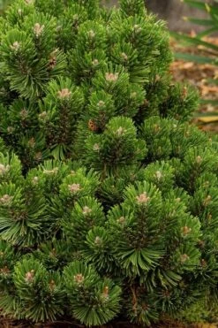 Sherwood Compact Mugo Pine Single Trunk Topiary Tree - 2 Gallon Pot -Garden Plant Seeds pinus mugo sherwood compact mountain pine 2