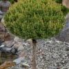 Slowmound Mugo Pine Single Trunk Topiary Tree - 1 Gallon Pot -Garden Plant Seeds pinus mugo slowmound dwarf mugo pine topiary tree 4