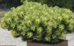 Sunshine Mugo Pine - 2 Gallon Pot -Garden Plant Seeds pinus mugo sunshine mugo pine 11
