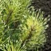 Sunshine Mugo Pine - 2 Gallon Pot -Garden Plant Seeds pinus mugo sunshine mugo pine 4