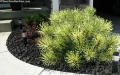 Sunshine Mugo Pine - 2 Gallon Pot -Garden Plant Seeds pinus mugo sunshine mugo pine 6