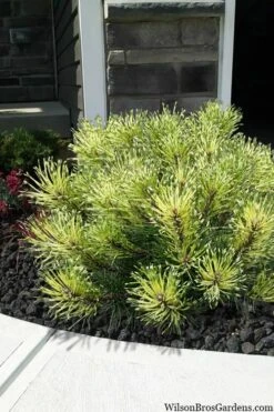 Sunshine Mugo Pine - 2 Gallon Pot -Garden Plant Seeds pinus mugo sunshine mugo pine 7