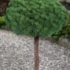 Valley Cushion Mugo Pine Single Trunk Topiary Tree - 1 Gallon Pot -Garden Plant Seeds pinus mugo valley cushion mugo pine single trunk topiary tree 5