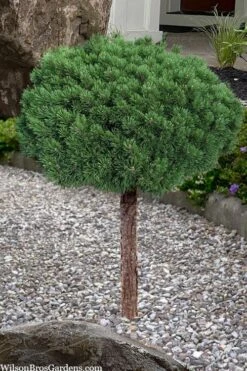 Valley Cushion Mugo Pine Single Trunk Topiary Tree - 1 Gallon Pot