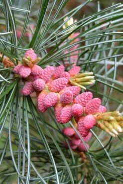 Japanese White Pine (Pinus Parviflora 'Glauca') - 5 Gallon Pot -Garden Plant Seeds pinus parviflora glauca japanese white pine 10