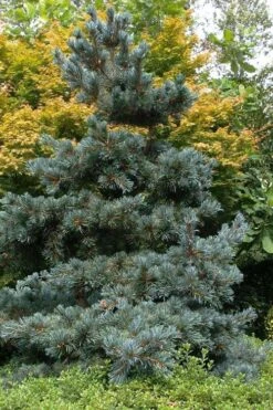 Japanese White Pine (Pinus Parviflora 'Glauca') - 5 Gallon Pot -Garden Plant Seeds pinus parviflora glauca japanese white pine 11