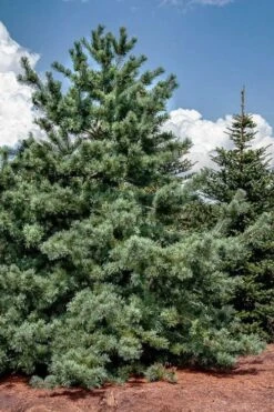 Japanese White Pine (Pinus Parviflora 'Glauca') - 5 Gallon Pot -Garden Plant Seeds pinus parviflora glauca japanese white pine 5