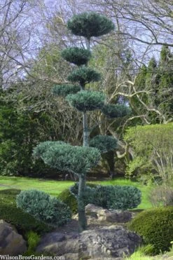 Japanese White Pine (Pinus Parviflora 'Glauca') - 5 Gallon Pot -Garden Plant Seeds pinus parviflora glauca japanese white pine 6