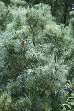 Japanese White Pine (Pinus Parviflora 'Glauca') - 5 Gallon Pot -Garden Plant Seeds pinus parviflora glauca japanese white pine 8