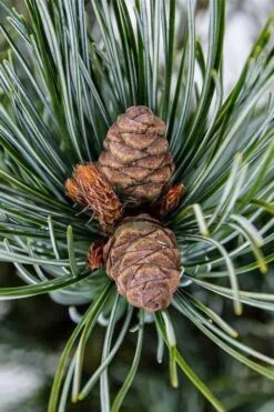 Japanese White Pine (Pinus Parviflora 'Glauca') - 5 Gallon Pot -Garden Plant Seeds pinus parviflora glauca japanese white pine 9