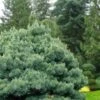 Blue Shag Eastern White Pine - 3 Gallon Pot -Garden Plant Seeds pinus strobus blue shag eastern white pine 11