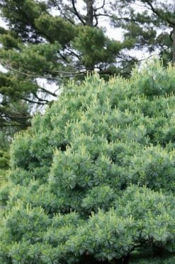 Blue Shag Eastern White Pine - 3 Gallon Pot -Garden Plant Seeds pinus strobus blue shag eastern white pine 12