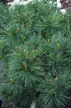Blue Shag Eastern White Pine - 3 Gallon Pot -Garden Plant Seeds pinus strobus blue shag eastern white pine 13