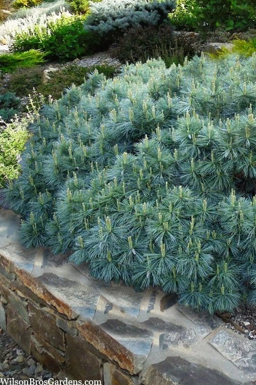 Coney Island White Pine - 2 Gallon Pot 3 Coney Island White Pine - 2 Gallon Pot