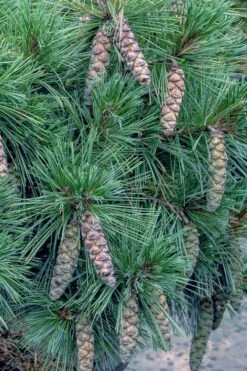 Coney Island White Pine - 2 Gallon Pot 9 Coney Island White Pine - 2 Gallon Pot -Garden Plant Seeds pinus strobus coney island white pine 11