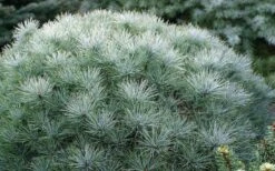 Sea Urchin Miniature Eastern White Pine - 2 Gallon Pot -Garden Plant Seeds pinus strobus sea urchin dwarf eastern white pine 2