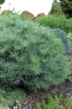 Sea Urchin Miniature Eastern White Pine - 2 Gallon Pot -Garden Plant Seeds pinus strobus sea urchin dwarf eastern white pine 4