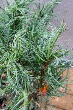 Vercurve Eastern White Pine (Pinus Strobus) - 3 Gallon Pot 10 Vercurve Eastern White Pine (Pinus Strobus) - 3 Gallon Pot -Garden Plant Seeds pinus strobus vercurve twisted needle dwarf eatern white pine 3