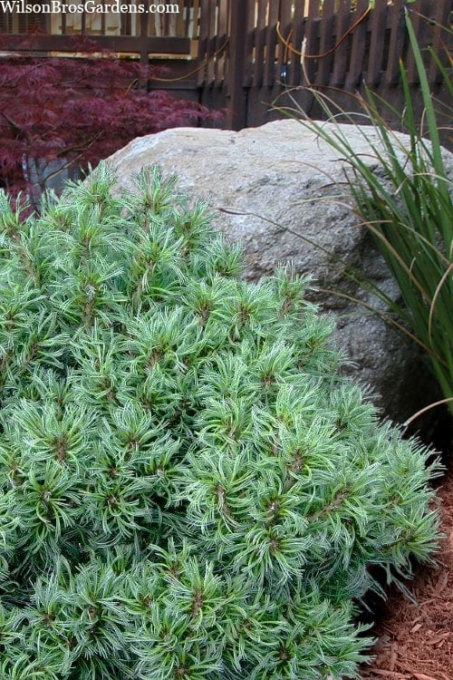 Vercurve Eastern White Pine (Pinus Strobus) - 3 Gallon Pot 3 Vercurve Eastern White Pine (Pinus Strobus) - 3 Gallon Pot