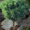 Wiggles Eastern White Pine (Single Trunk Topiary Tree) - 3 Gallon Pot -Garden Plant Seeds pinus strobus wiggles eastern white pine 50