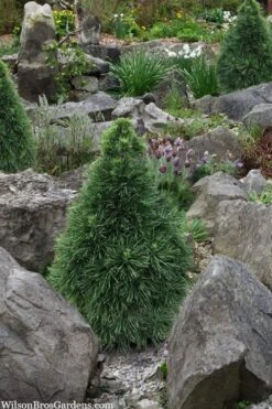 Green Penguin Scots Pine (Pinus Sylvestris) - 2 Gallon Pot -Garden Plant Seeds pinus sylvestris green penguin dwarf scots pine 2