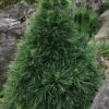 Green Penguin Scots Pine (Pinus Sylvestris) - 2 Gallon Pot 2 Green Penguin Scots Pine (Pinus Sylvestris) - 2 Gallon Pot -Garden Plant Seeds pinus sylvestris green penguin dwarf scots pine 3