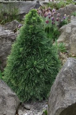 Green Penguin Scots Pine (Pinus Sylvestris) - 2 Gallon Pot -Garden Plant Seeds pinus sylvestris green penguin dwarf scots pine 5