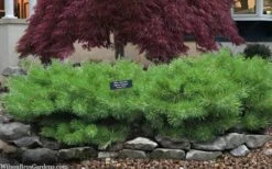 Hillside Creeper Scotch Pine (Pinus Sylvestris) - 6 Gallon Pot -Garden Plant Seeds pinus sylvestris hillside creeper 3 1