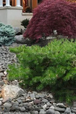 Hillside Creeper Scotch Pine (Pinus Sylvestris) - 6 Gallon Pot -Garden Plant Seeds pinus sylvestris hillside creeper 4 1