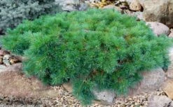 Hillside Creeper Scotch Pine (Pinus Sylvestris) - 6 Gallon Pot -Garden Plant Seeds pinus sylvestris hillside creeper 5 1