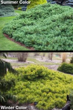 Hillside Creeper Scotch Pine (Pinus Sylvestris) - 6 Gallon Pot -Garden Plant Seeds pinus sylvestris hillside creeper 6 1