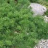 Hillside Creeper Scotch Pine (Pinus Sylvestris) - 6 Gallon Pot 2 Hillside Creeper Scotch Pine (Pinus Sylvestris) - 6 Gallon Pot -Garden Plant Seeds pinus sylvestris hillside creeper scotch pine 8 1