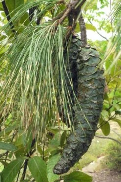 Zebrina Himalayan Pine (Pinus Wallichiana) - 5 Gallon Pot -Garden Plant Seeds pinus wallichiana zebrina himalayan pine 10