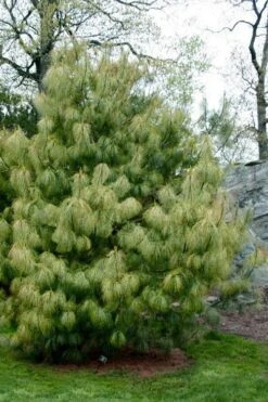 Zebrina Himalayan Pine (Pinus Wallichiana) - 5 Gallon Pot -Garden Plant Seeds pinus wallichiana zebrina himalayan pine 13