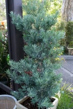 Blue Podocarpus Yew - 3 Gallon Pot -Garden Plant Seeds podocarpus elongatus blue podocarpus 4 1