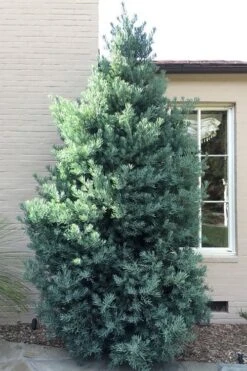 Blue Podocarpus Yew - 3 Gallon Pot -Garden Plant Seeds podocarpus elongatus blue podocarpus 5 1