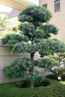 Blue Podocarpus Yew - 7 Gallon Pot 14 Blue Podocarpus Yew - 7 Gallon Pot -Garden Plant Seeds podocarpus elongatus blue podocarpus 6