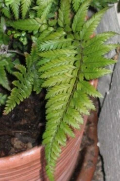 Korean Rock Fern - 1 Gallon Pot -Garden Plant Seeds polystichum tsus simense korean rock fern 1 1